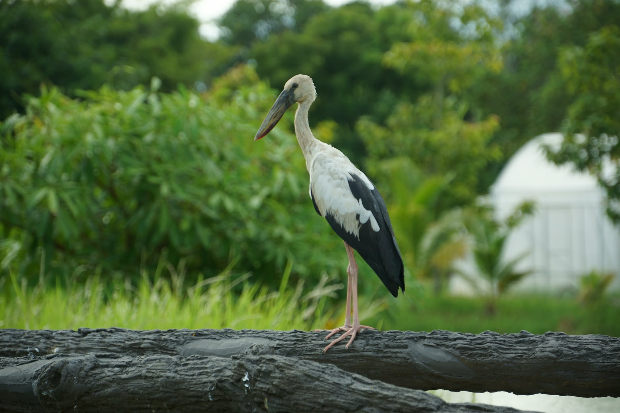 Bird Watching