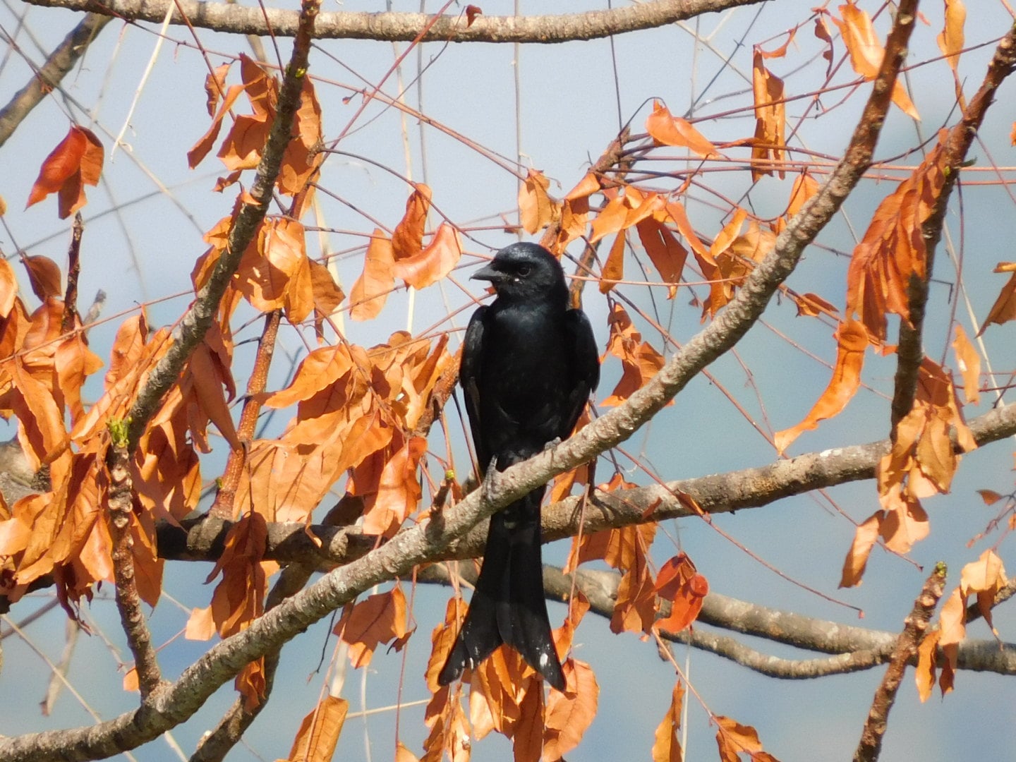 Wildlife at Eco Eyes Village