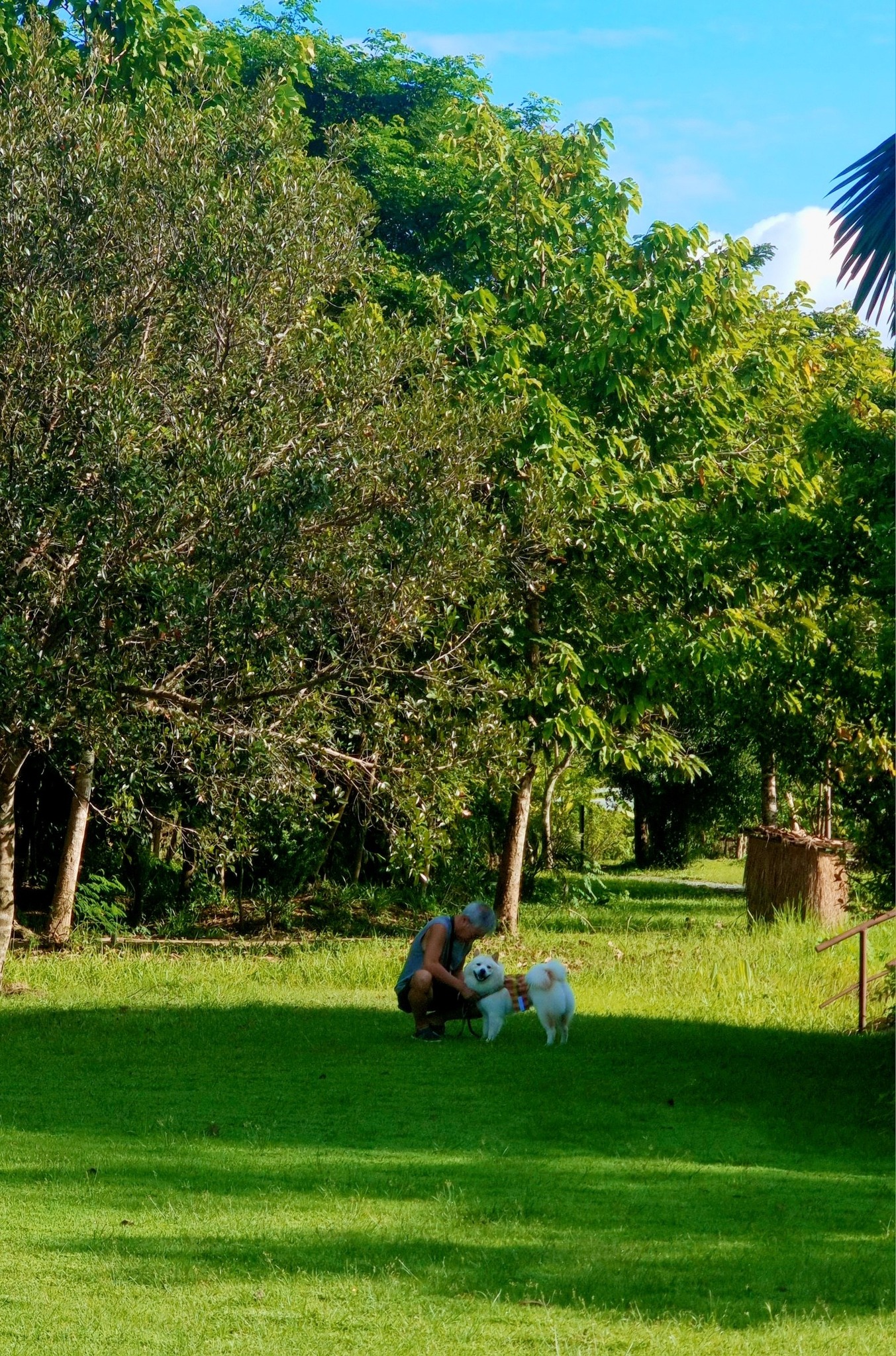 Pets enjoying the resort