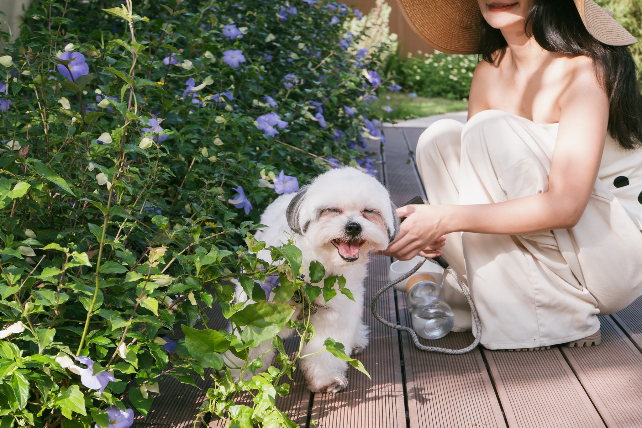 Happy pets at resort