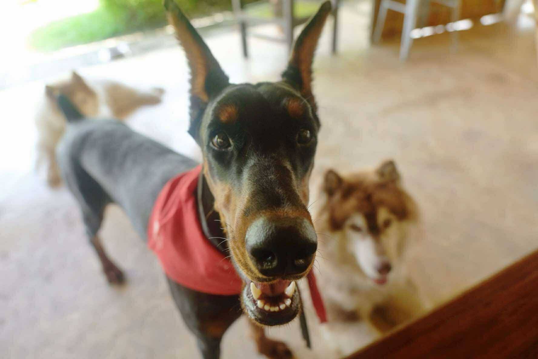 Kenya the Doberman
