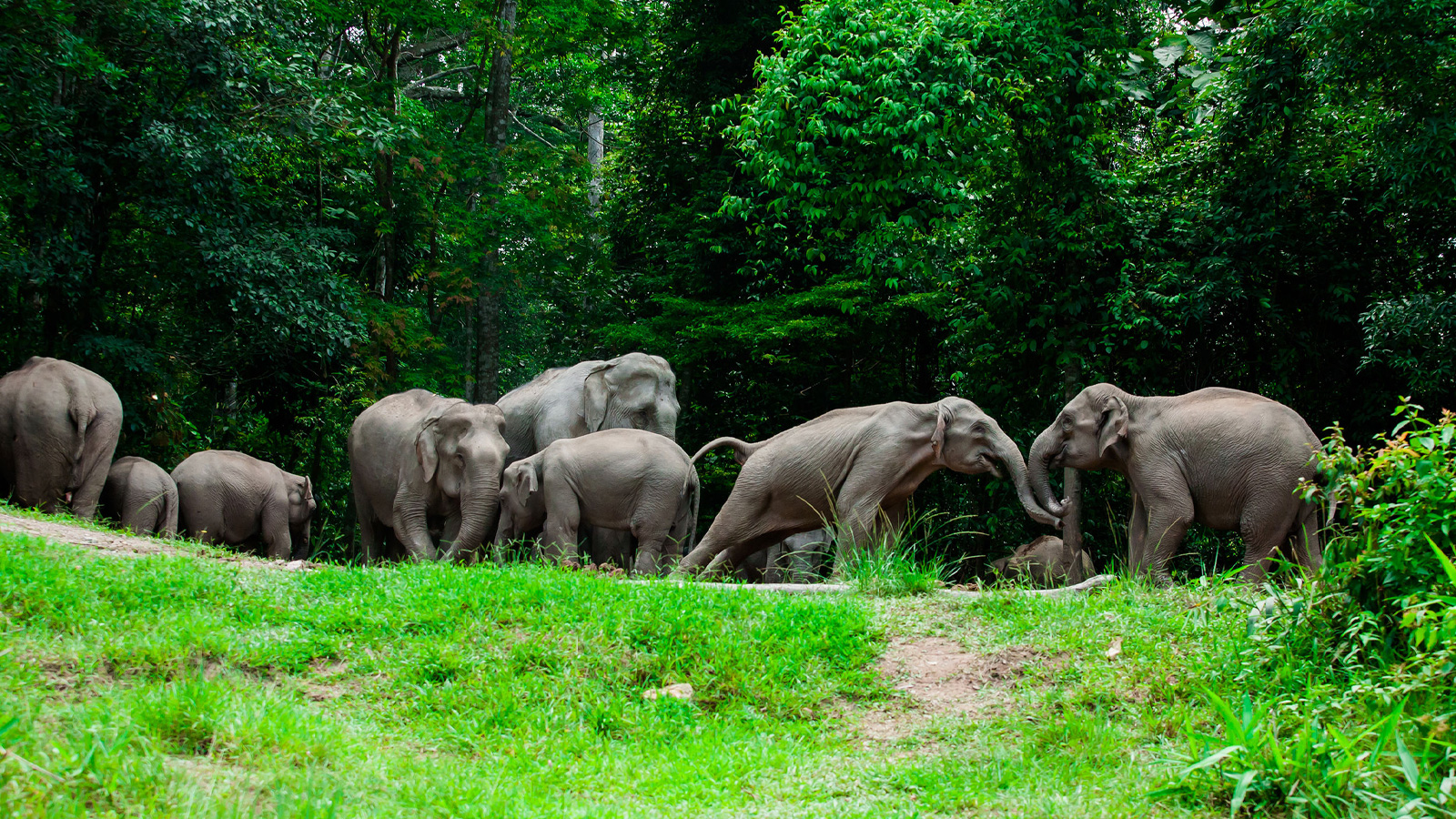 Khao Yai National Park