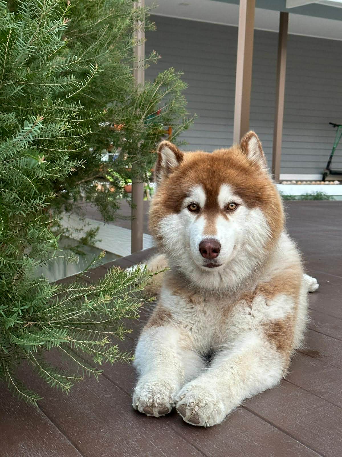 King the Siberian Husky