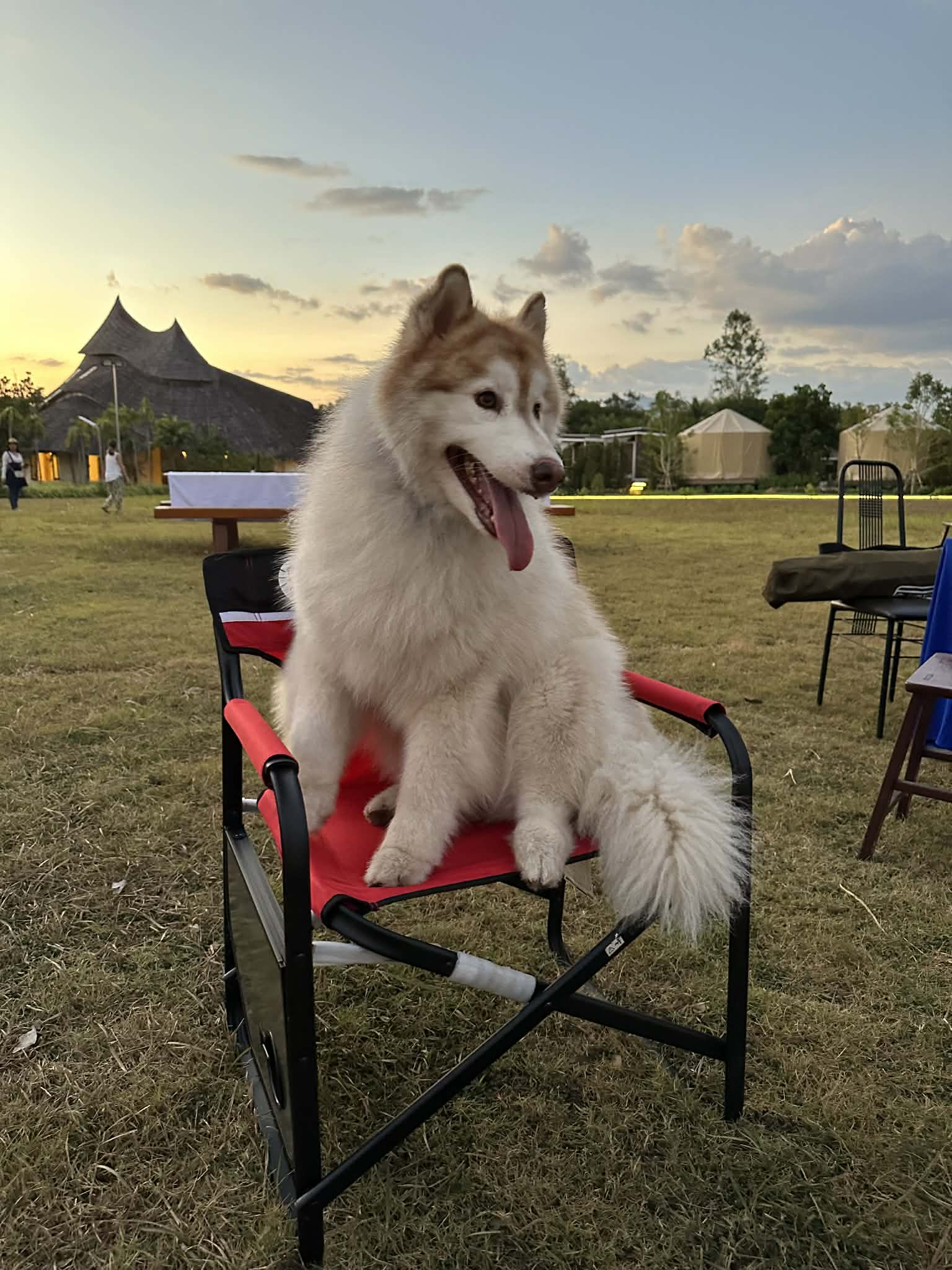 Kylie the Malamute