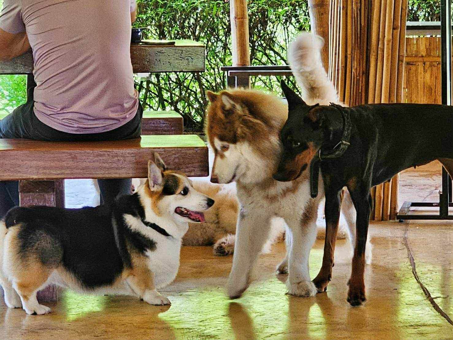 Pet friendly at Eco Eyes